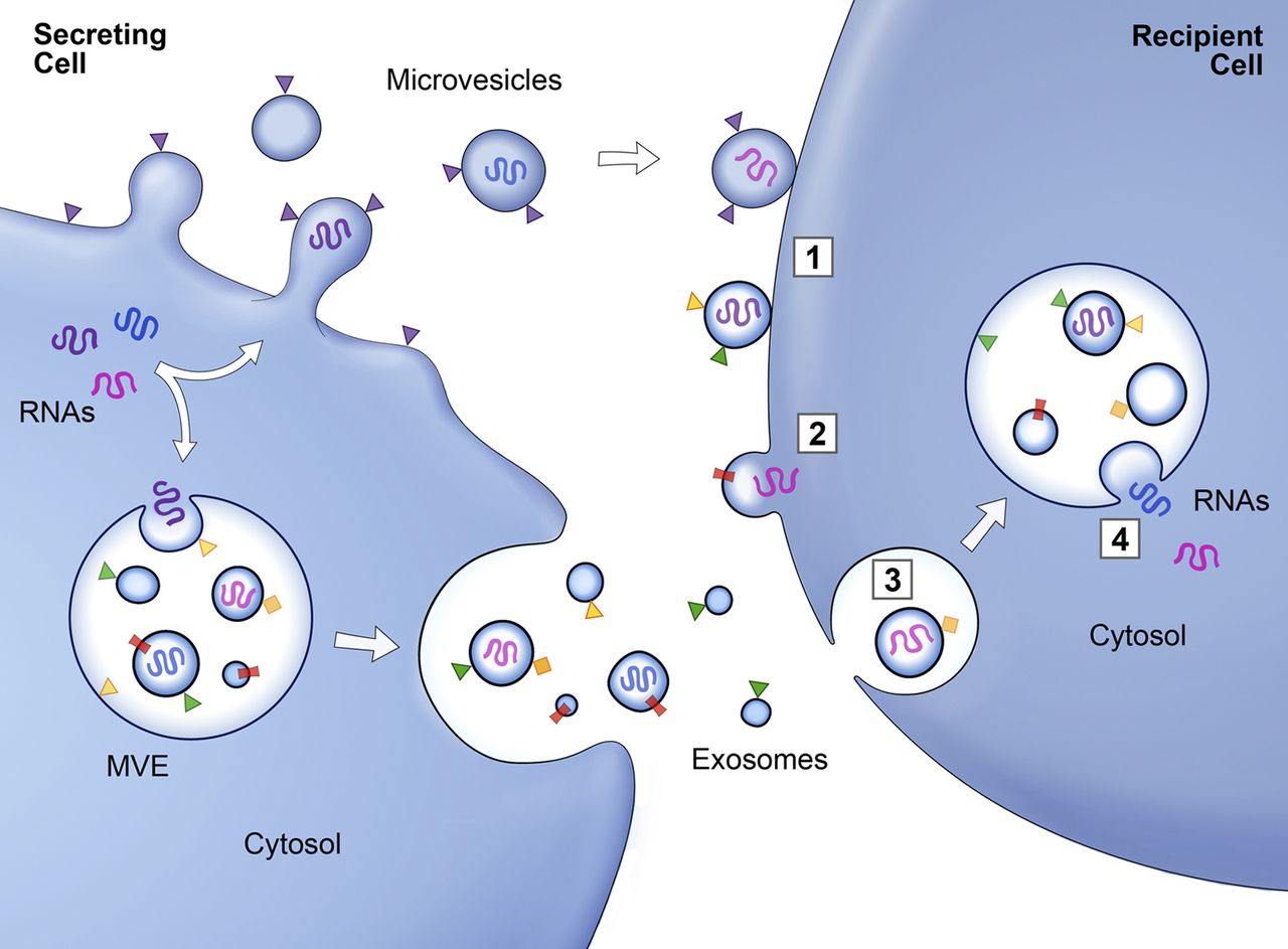 Graphic showing how exosomes function between cells