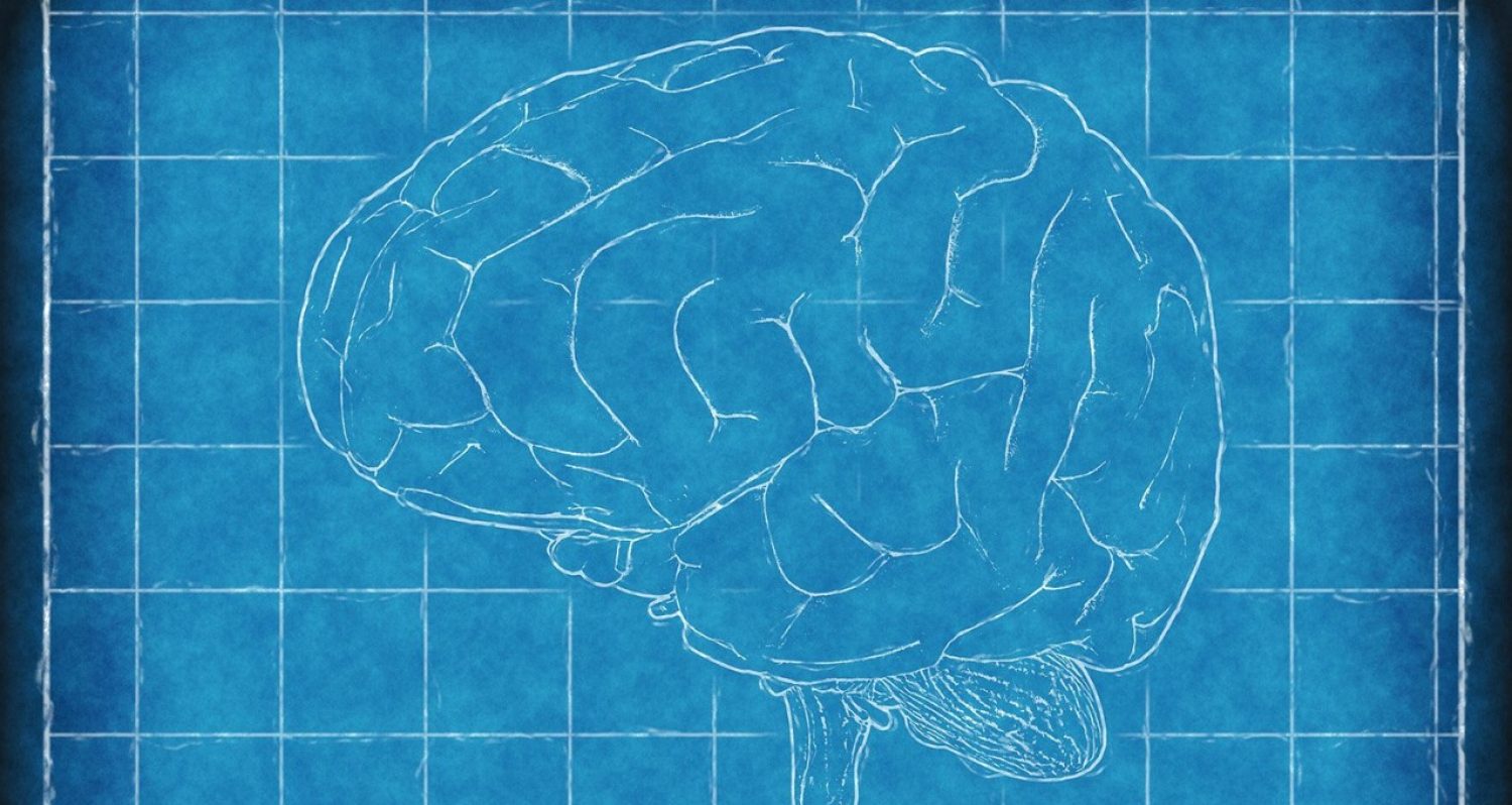 Sketch of a brain as a blueprint
